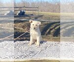 Small Photo #2 German Shepherd Dog Puppy For Sale in HOPKINSVILLE/PRINCETON, KY, NH, USA