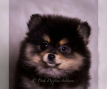 Small Photo #110 Pomeranian Puppy For Sale in WARSAW, IN, USA