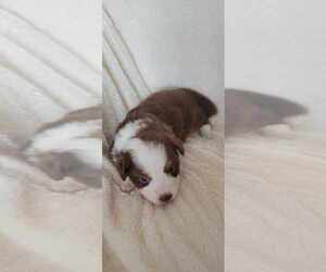 Miniature Australian Shepherd Puppy for sale in ARCHER, FL, USA