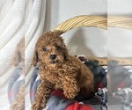 Small #2 Goldendoodle (Miniature)