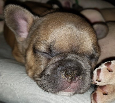 Medium Photo #6 French Bulldog Puppy For Sale in AURORA, TX, USA