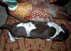 Small Photo #6 German Shorthaired Pointer Puppy For Sale in ELBERTA, AL, USA