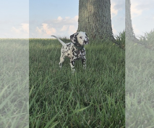 Medium Photo #5 Dalmatian Puppy For Sale in LEIPSIC, OH, USA