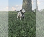 Small #4 Dalmatian