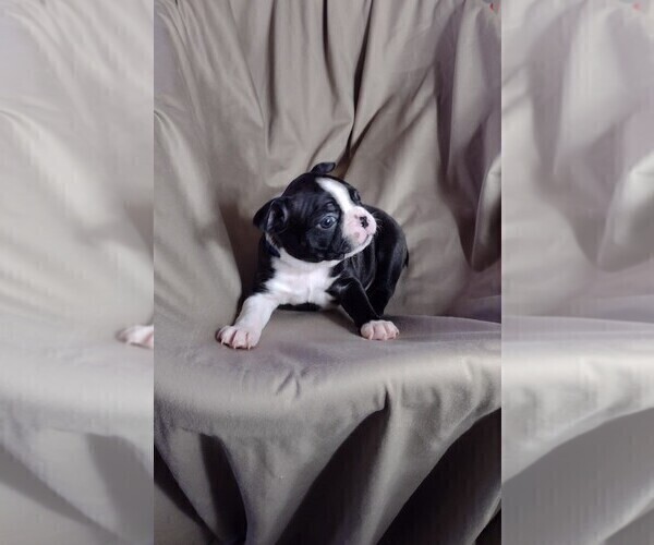 Medium Photo #7 Boston Terrier Puppy For Sale in LOUISVILLE, KY, USA