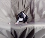 Small Photo #7 Boston Terrier Puppy For Sale in LOUISVILLE, KY, USA