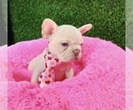 Small #13 French Bulldog