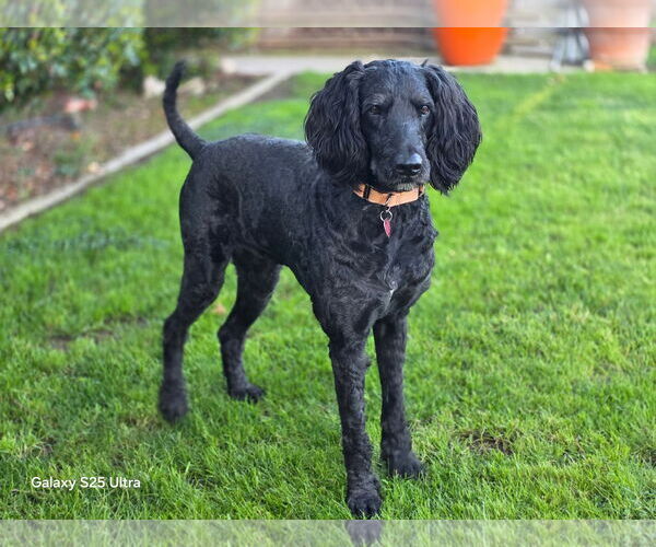 Medium Photo #4 Labradoodle Puppy For Sale in Clovis, CA, USA