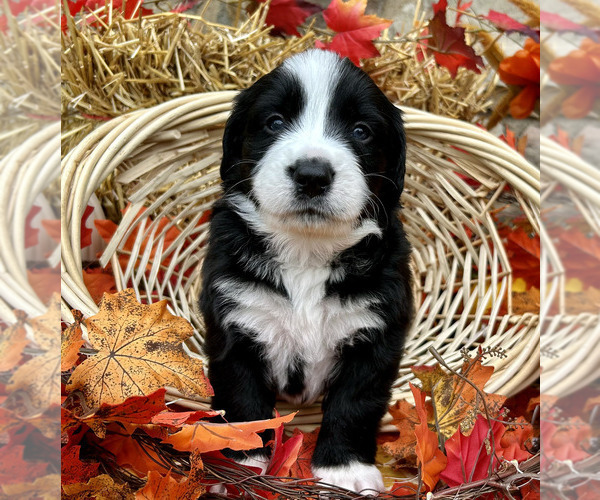 Medium Photo #2 Bordernese Puppy For Sale in LATROBE, PA, USA