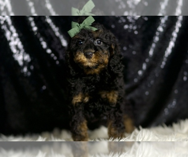 Medium Photo #5 Poodle (Miniature) Puppy For Sale in WARSAW, IN, USA