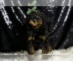 Small #4 Poodle (Miniature)