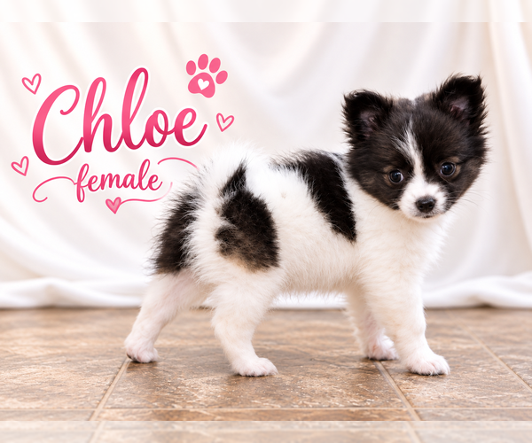 Medium Photo #2 Chiranian Puppy For Sale in CLARE, MI, USA