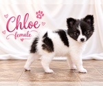 Litter of 4 - Male(s) and Female(s) ChiranianLitter of Puppies for Sale - Photo #2