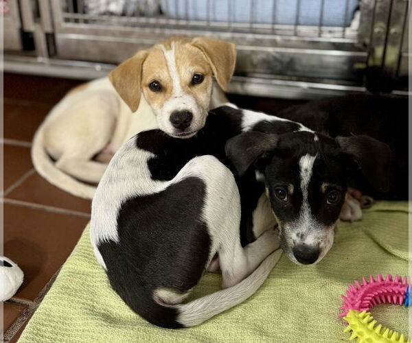 Medium Photo #2 Labrador Retriever-Unknown Mix Puppy For Sale in Jefferson, NJ, USA