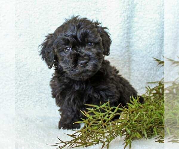 Medium Photo #4 Goldendoodle-Poodle (Miniature) Mix Puppy For Sale in LITITZ, PA, USA