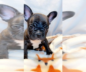 French Bulldog Puppy for sale in FRESNO, CA, USA