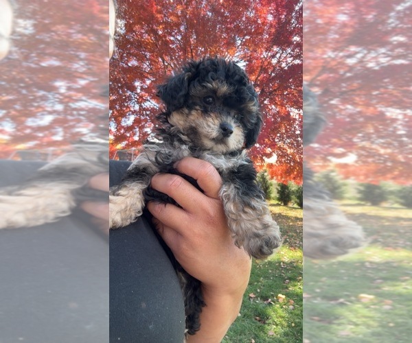 Medium Photo #8 Poodle (Miniature) Puppy For Sale in TOPPENISH, WA, USA