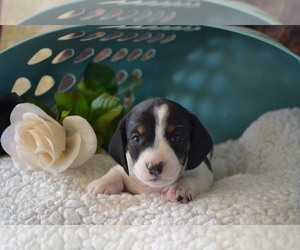 Dachshund Litter for sale in GREENWOOD, WI, USA