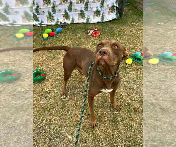 Medium Photo #3 Mutt Puppy For Sale in Abbeville, LA, USA