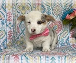 Small Photo #4 Pembroke Welsh Corgi Puppy For Sale in LANCASTER, PA, USA