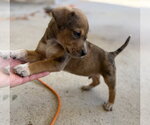 Small Photo #4 Labrador Retriever-Unknown Mix Puppy For Sale in The Woodlands, TX, USA