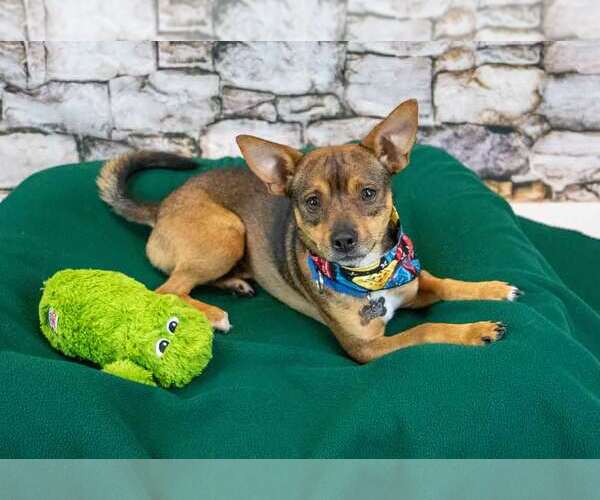 Medium Photo #2 Chihuahua-Unknown Mix Puppy For Sale in Kennesaw, GA, USA