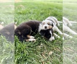 Small #1 Australian Shepherd