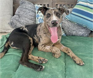 Sully -courtesy - Male Catahoula Leopard Dog Dog for Adoption - Photo #2