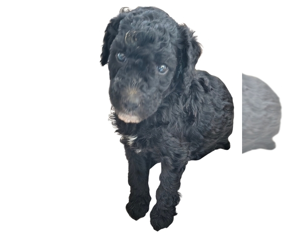 Medium Photo #15 Poodle (Standard) Puppy For Sale in WINCHESTER, TN, USA