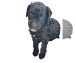 Puppy 3 Poodle (Standard)