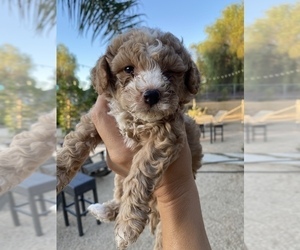 Goldendoodle (Miniature) Puppy for sale in RIVERSIDE, CA, USA