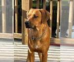 Small Photo #1 Rhodesian Ridgeback Puppy For Sale in HOLLYWOOD, SC, USA