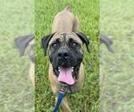 Small Mastiff