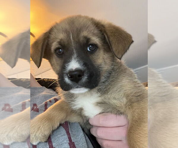 Medium Photo #2 Retriever -Unknown Mix Puppy For Sale in Aurora, IN, USA