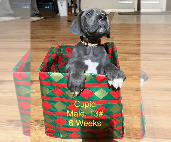 Medium Photo #10 Great Dane Puppy For Sale in WILLIS, TX, USA