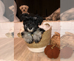Small Photo #6 Schnauzer (Miniature) Puppy For Sale in TAYLORS, SC, USA