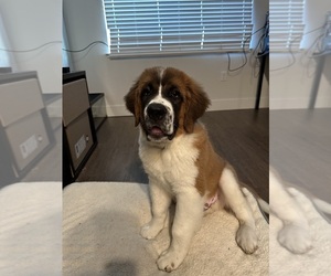 Saint Bernard Puppy for sale in WATSONVILLE, CA, USA