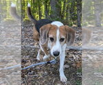 Small #10 Beagle Mix