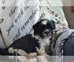 Small Photo #17 Shih Tzu-Zuchon Mix Puppy For Sale in GREENWOOD, WI, USA