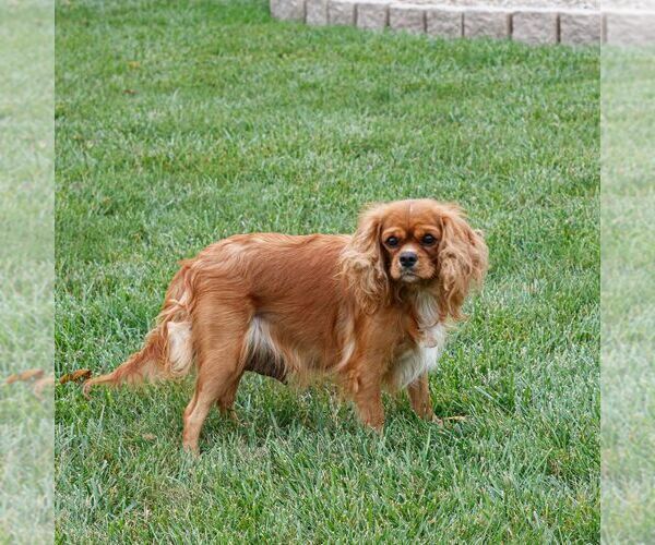 Medium Photo #1 Cavapoo Puppy For Sale in NARVON, PA, USA