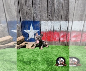French Bulldog Puppy for sale in HOUSTON, TX, USA