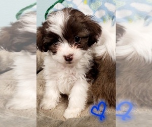 Cavanese Puppy for sale in LEBANON, OR, USA