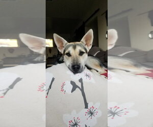 Holly - Female Siberian Husky-Unknown Mix Dog for Adoption - Photo #4