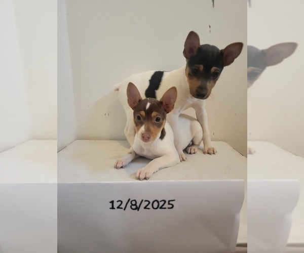 Medium Photo #3 Rat Terrier Puppy For Sale in COLUMBIA, SC, USA