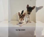 Small #2 Rat Terrier