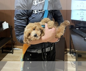 Golden Retriever-Goldendoodle Mix Puppy for sale in COLORADO SPRINGS, CO, USA