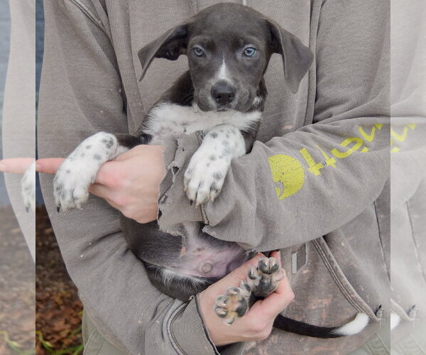 Medium Photo #3 Mutt Puppy For Sale in Huntley, IL, USA