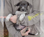 Small #2 Mutt