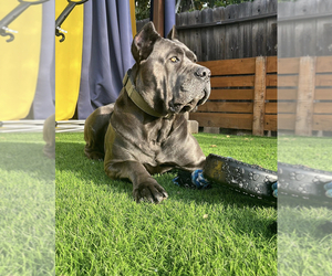 Father of the Cane Corso puppies born on 04/24/2023