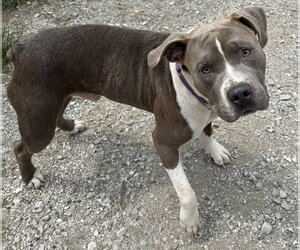 Mutt Dogs for adoption in Evansville, IN, USA